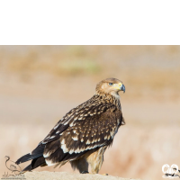 گونه عقاب شاهی Eastern Imperial Eagle